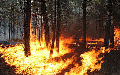 Fire Management and Awareness Initiatives