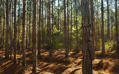 Environmental Sustainability