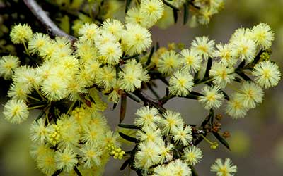 Wattle Outgrowers' Programme