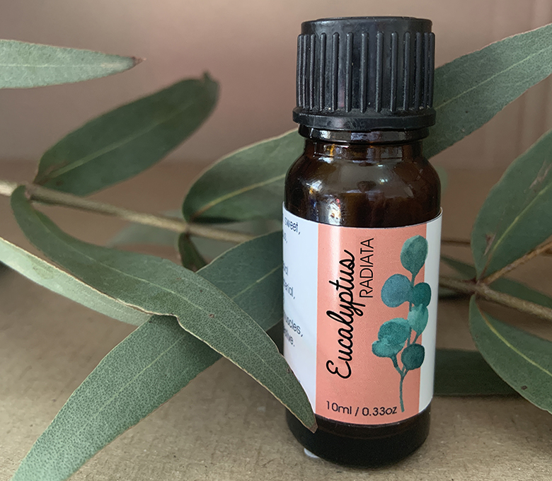 Eucalyptus Radiata