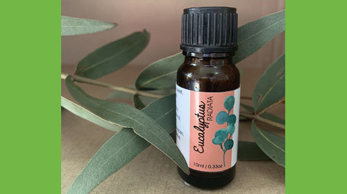 Eucalyptus Radiata