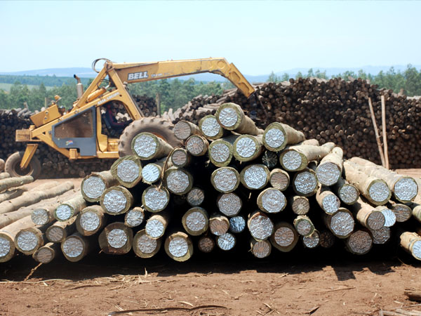 Swazi Poles