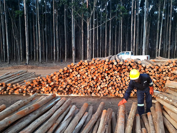 Swazi Poles